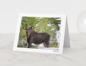 Mountain, moose, alta, ski town, snow, wild, forest