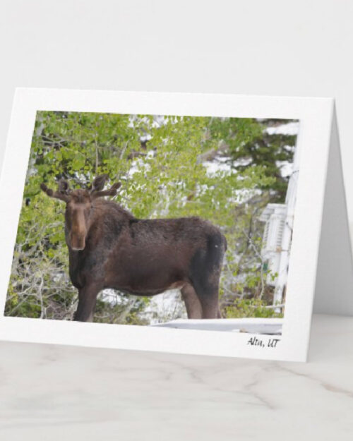 Mountain, moose, alta, ski town, snow, wild, forest