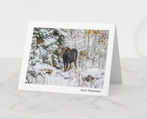 Winter wonderland, mountains, ski, moose, park city, cottonwoods, alta