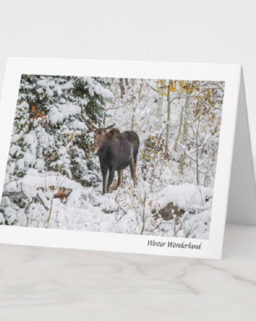 Winter wonderland, mountains, ski, moose, park city, cottonwoods, alta