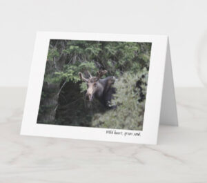 Moose, mountains, ski town, snow, forest