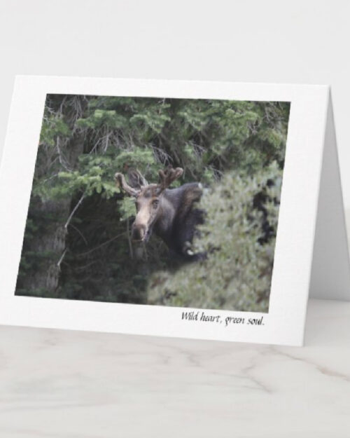 Moose, mountains, ski town, snow, forest